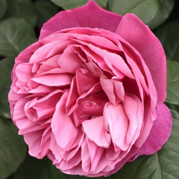 LINE RENAUD® Meiclusif